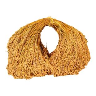 糯稻穗装饰真实稻杆干花新居入火用品五谷丰登丰收节实体装饰布景