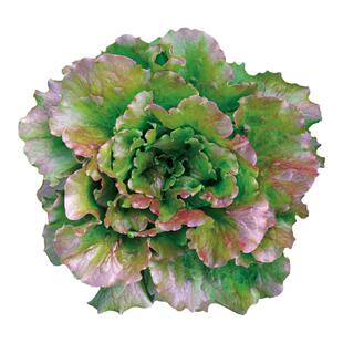 紫翡翠意大利耐抽苔生菜种子半结球包心耐热种籽青菜四季蔬菜种孑