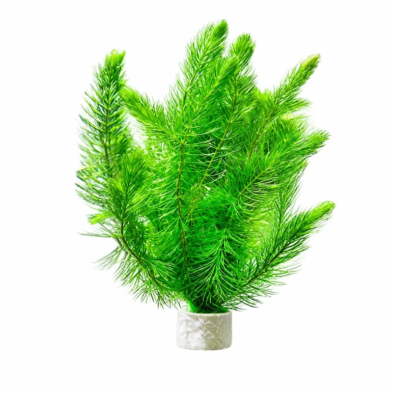 金鱼藻水草淡水浮萍蜈蚣草绿菊池塘制氧净化水质水族鱼缸好养易活