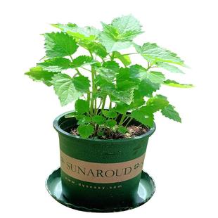 藿香苗盆栽可食用新鲜香叶植物 庭院阳台庭院可种植 五香叶鱼香草