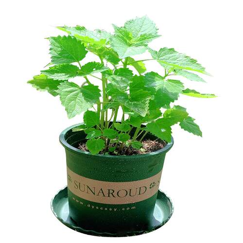 藿香苗盆栽可食用新鲜香叶植物 庭院阳台庭院可种植 五香叶鱼香草