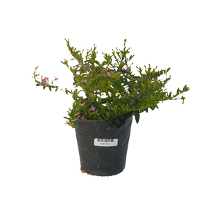 多季开花秋季花卉耐寒耐热花卉 紫花满天星盆栽花园阳台暴晒开花