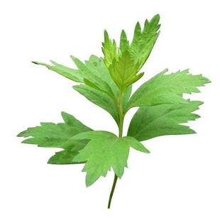 纯天然艾草种子中草药可食用艾蒿香草植物四季易种植阳台盆栽绿植