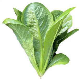 菊苣种籽大叶多年生喂猪菜种子牛羊鱼鸡鸭鹅爱吃的牧草种子