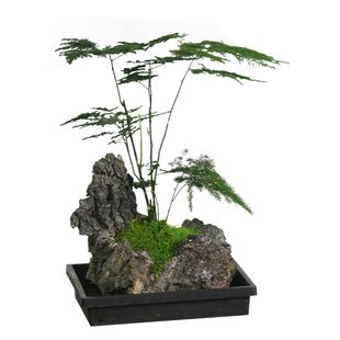 文竹造型观叶植物水培植物室内净化空气好养活办公室绿植客厅盆栽