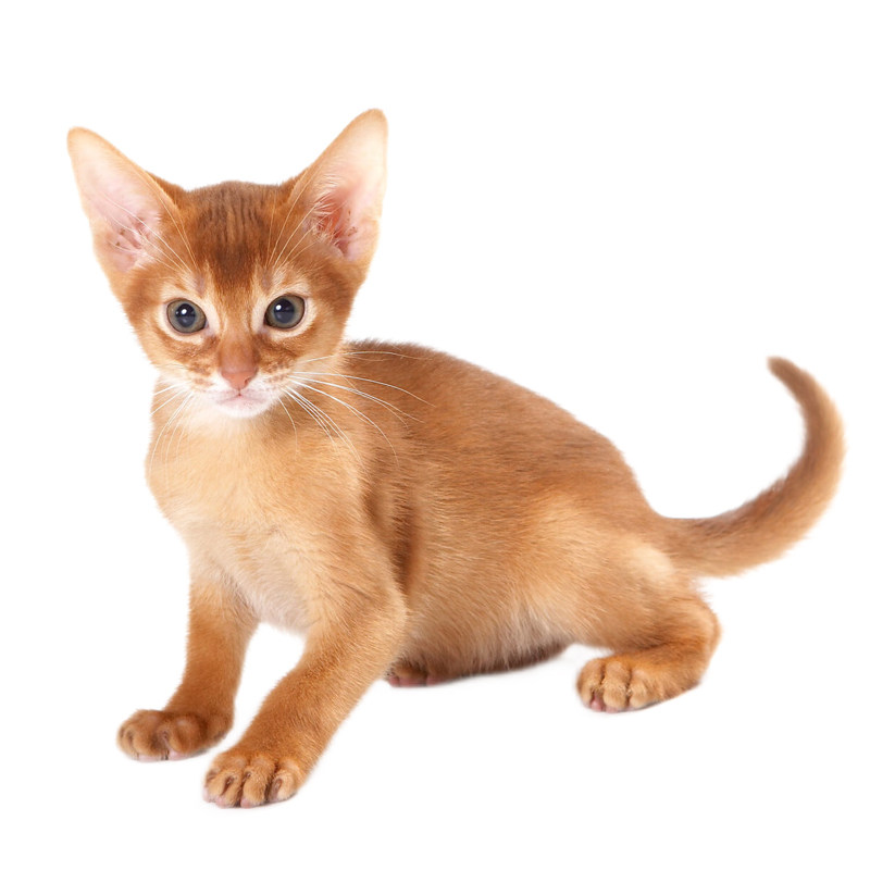 纯种双血统阿比西尼亚幼猫小猫咪宠物猫咪活体幼崽