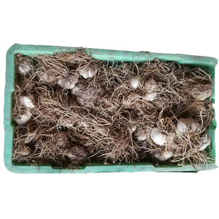 兰州食用甜百合种球百合苗种植苗带根种500克头数是1斤的大约个数