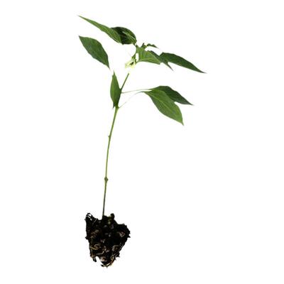 四季蔬菜苗带土秧苗番茄盆栽阳台