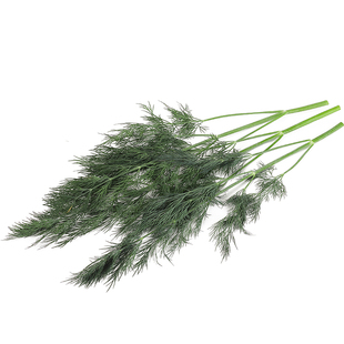 新鲜莳萝草 香料 Dill 刁草 土茴香250g食用香料西餐食材装盘装饰
