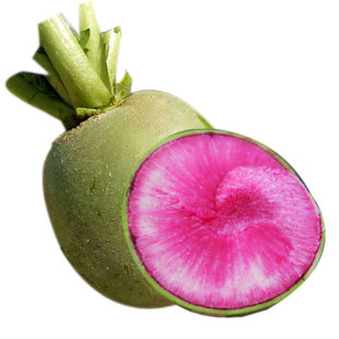 北京杂交满膛红萝卜种子心里美籽种心灵美红心水果满堂红种籽子孑