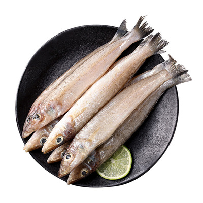 大号沙丁鱼新鲜速冻/舟山特产