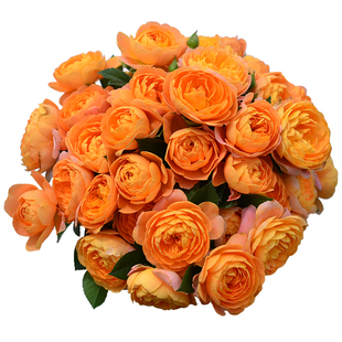 虹越灌木月季盆栽大苗朱丽叶蓝色风暴加百列大天使粉龙特大花浓香