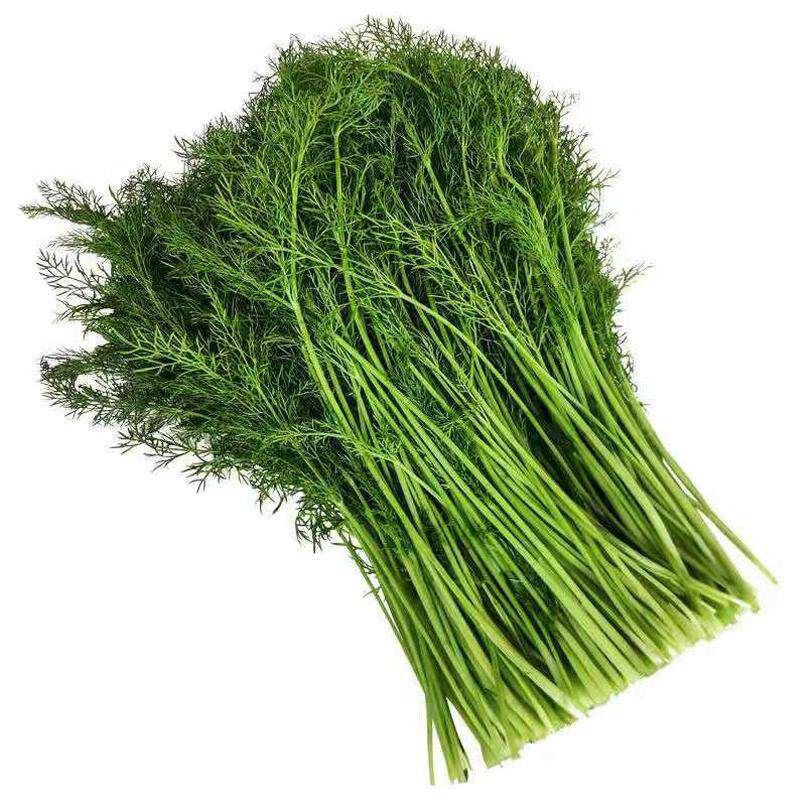 顺丰包邮山东农家新鲜现摘茴香菜