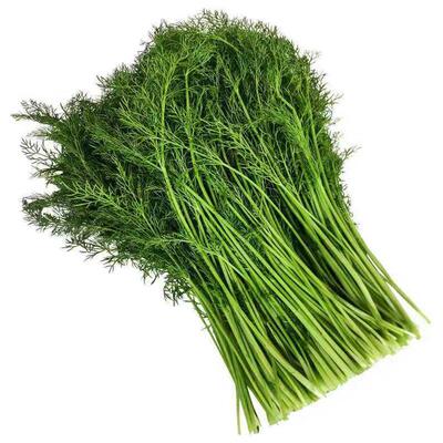 顺丰包邮山东农家新鲜现摘茴香菜