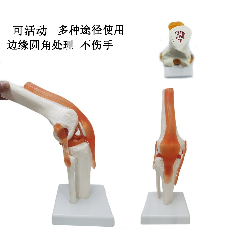 人体骨骼模型6大关节手脚髋关节肘关节关节模型肩关节膝关节关节