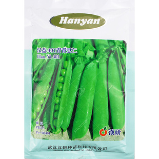 甜脆豌豆种子豌豆种籽孑四季阳台蔬菜种籽特大甜豆种大荚碗豆种籽