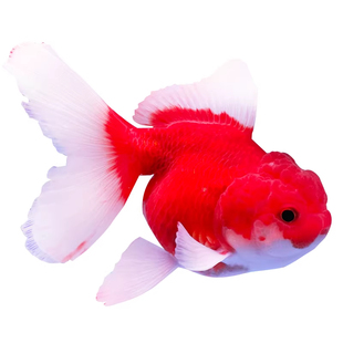 百褶泰狮金鱼冷水鱼红色包金元宝体黑色红白淡水好养观赏鱼苗