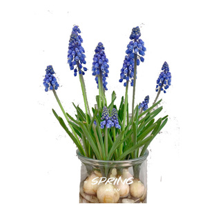 5颗水培葡萄风信子方玻璃瓶套装种球根耐寒植物秋冬花卉水养百合
