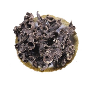 东北野生升麻中药材长白山野生窟窿芽根可磨粉正品精选升麻无硫熏