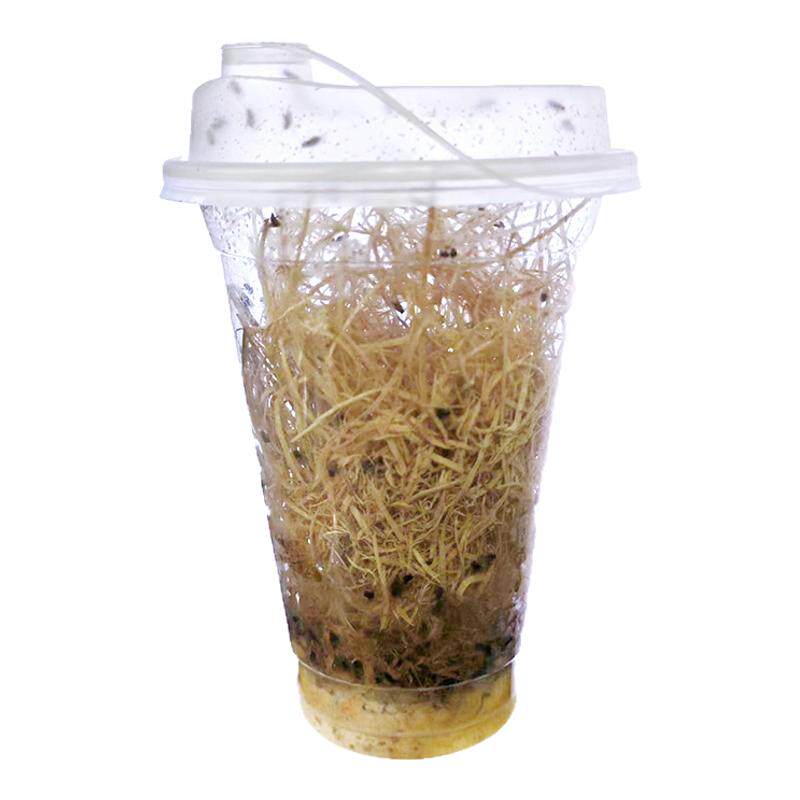 顺丰/京东果蝇活虫高蛋白活物螳螂食物树蛙活体饲料跳蛛蚂蚁饲料