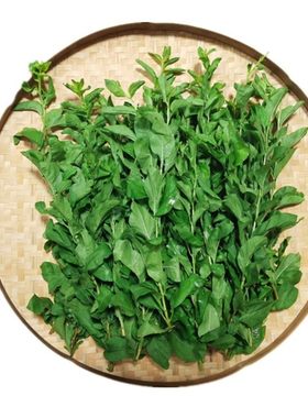 新鲜枸杞叶四季食用嫩叶子带枝