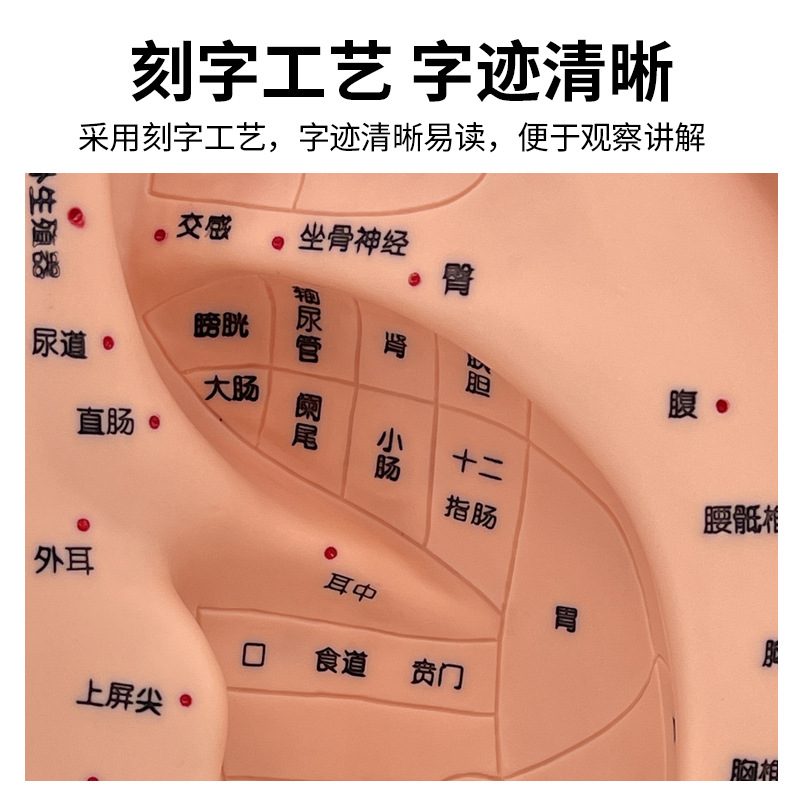 正品手足耳按摩模型脚部反射模型按摩区模型艾灸足部穴位针灸针灸