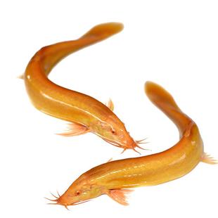 黄金泥鳅活体新手冷水观赏鱼好养鱼缸清道夫替代吃残渣底栖工具鱼