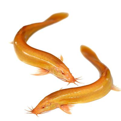 黄金泥鳅活体鱼缸清洁好养活包邮