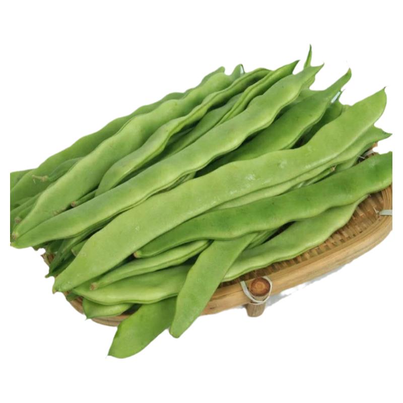 宽芸豆种子油豆角春秋季