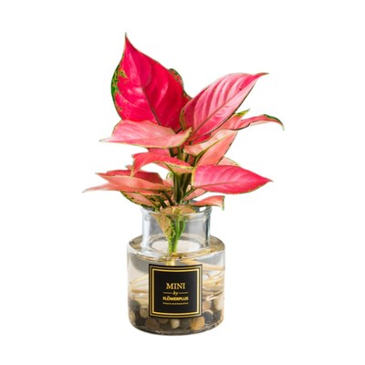 水培植物吉利红吸甲醛绿萝