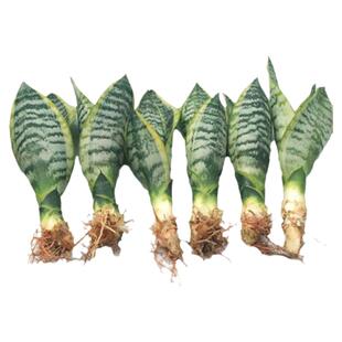 金边虎皮兰多肉植物室内花卉绿植盆栽新房虎尾兰高矮