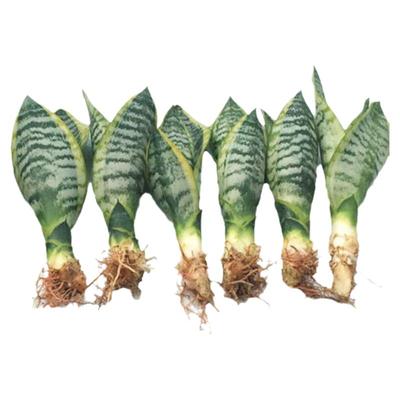 金边虎皮兰花卉新房高矮绿植盆栽