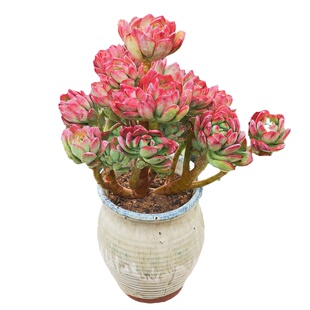 多肉植物老桩大颗多肉一物一拍盆栽花卉绿植办公桌阳台防辐射美观