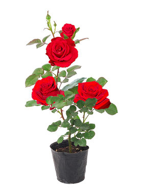 玫瑰花苗月季带花苞好养盆栽花卉耐寒小绿植物鲜花庭院阳台种开花