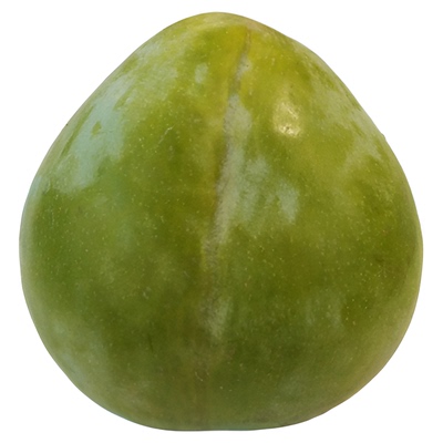 【奈李苗】黄金李中晚黄金奈翡翠古田油奈8月浦江桃形李子树苗