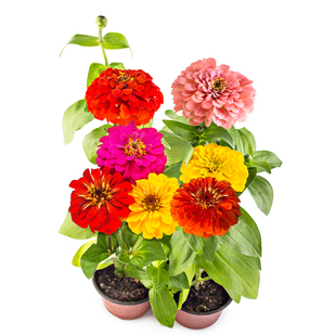 花种子四季播种百日草花籽开花室外易活庭院花卉百日菊花野花种子