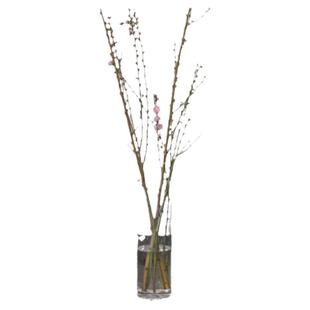 PHYSIS迎春 桃花鲜切枝条淡香超长花期室内水养年宵花