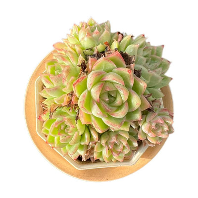 红女王一物一拍整桩精控周舟多肉