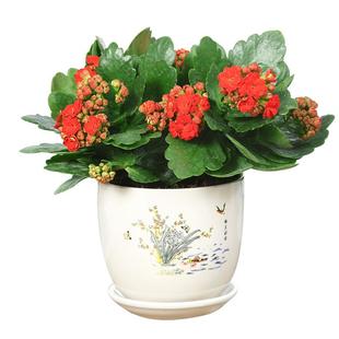 长寿花带花苞盆栽重瓣花大花苗四季植物室内阳台花卉当年开花易活