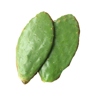 包 邮 正宗墨西哥米邦塔仙人掌盆栽药用食用仙人掌外敷老片