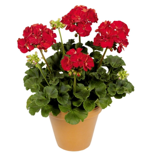 天竺葵盆栽花苗驱蚊洋葵香味阳台庭院花园春季垂吊带花枫叶天竺葵