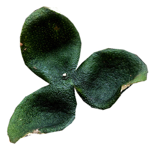 特价2025年正宗新会青皮陈皮柑鲜果大红皮二红皮原枝老树圈枝梅江