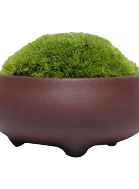 青苔白发苔藓微景观盆栽鲜活发货