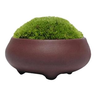 鲜活青苔绿植短绒白发苔藓真草皮微景观迷你盆景专用生态水缸植物