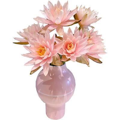 香槟睡莲鲜花鲜切荷花顺丰包邮