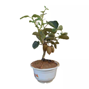 猕猴桃树果苗红心软枣猕猴桃苗徐香嫁接南北方种植庭院水果树果苗