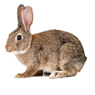 兔子活物大型肉兔公母一对成年种兔食用家养活兔比利时小兔子活体
