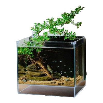 水杨梅植物鱼缸造景老桩摆件绿植