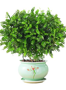 胡椒木盆栽花卉室内外驱蚊草植物树苗老桩盆景九里香绿植客厅清香