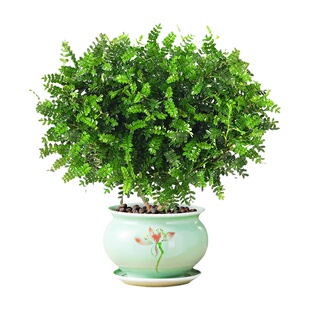 正宗清香胡椒木盆栽花卉室内外驱蚊草植物树苗老桩盆景九里香绿植